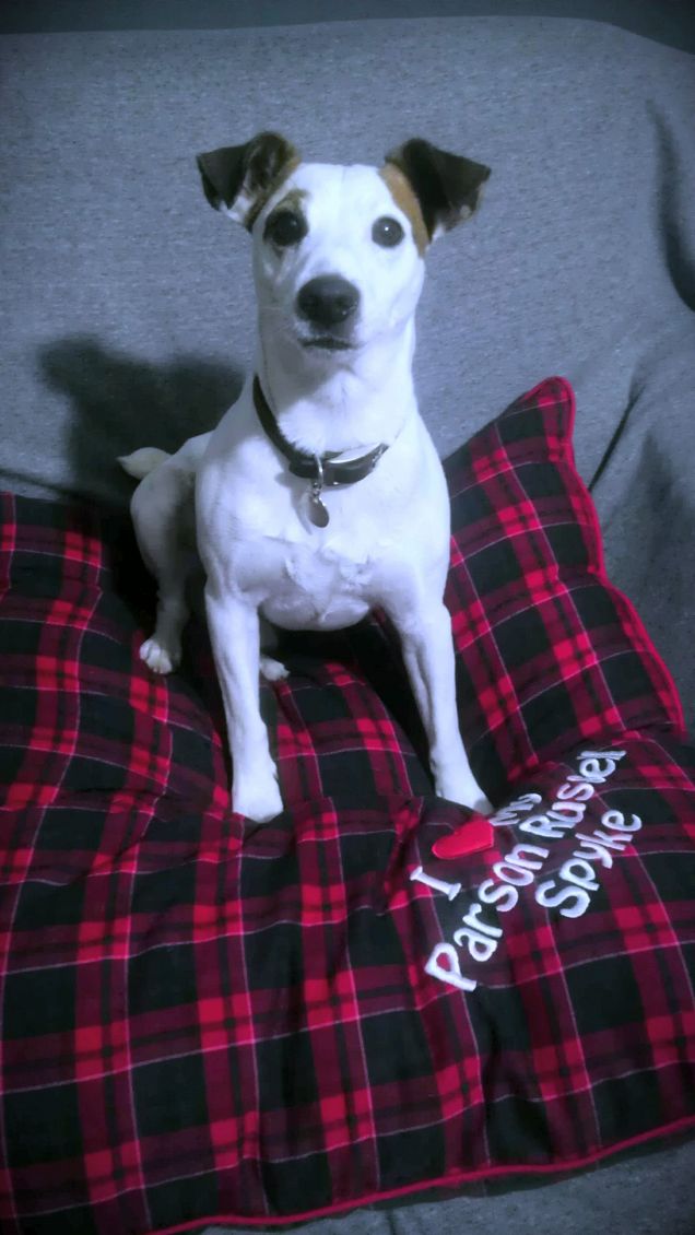 cuscino personalizzato nuovo!