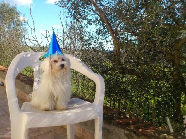 evviva il carnevale!