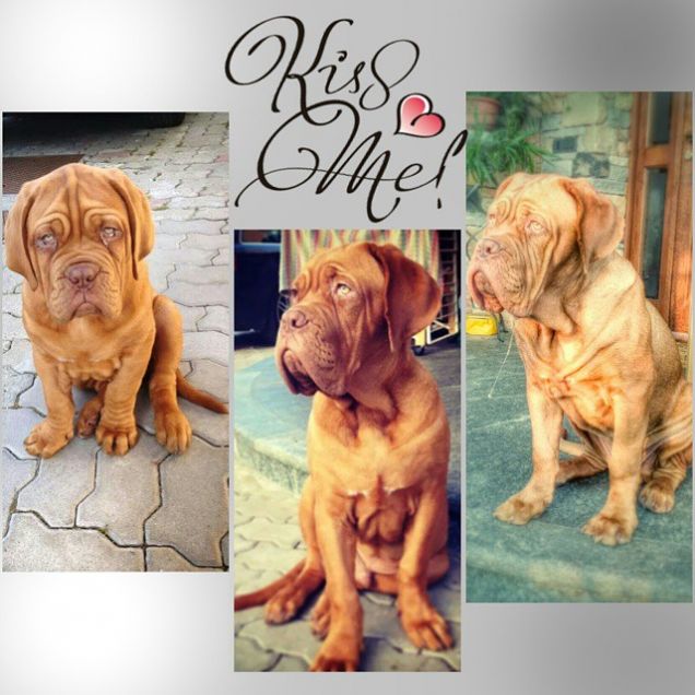 il mio cucciolo cresce 