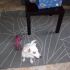 cerco compagna per jackrussel