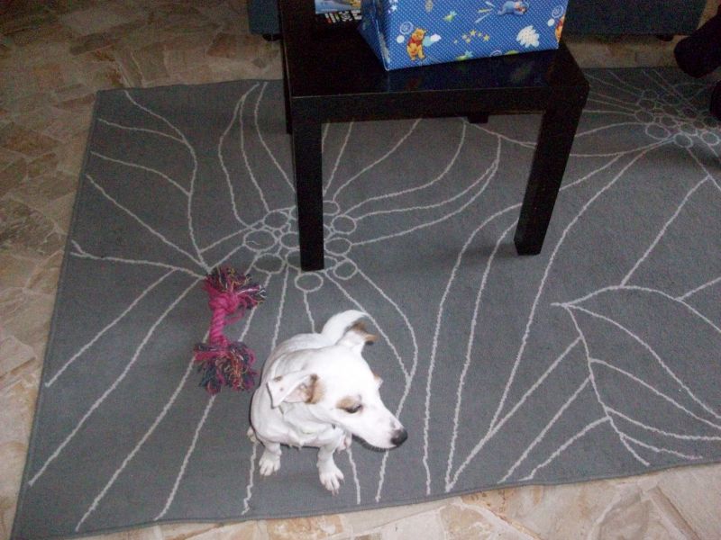 cerco compagna per jackrussel