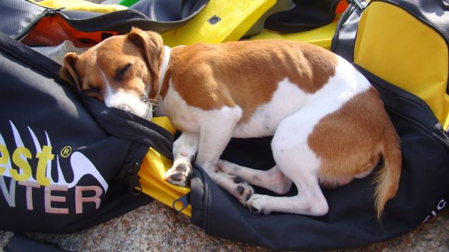 EDDIE IN ATTESA SULLA BORSA DA SUB DI MAMMA