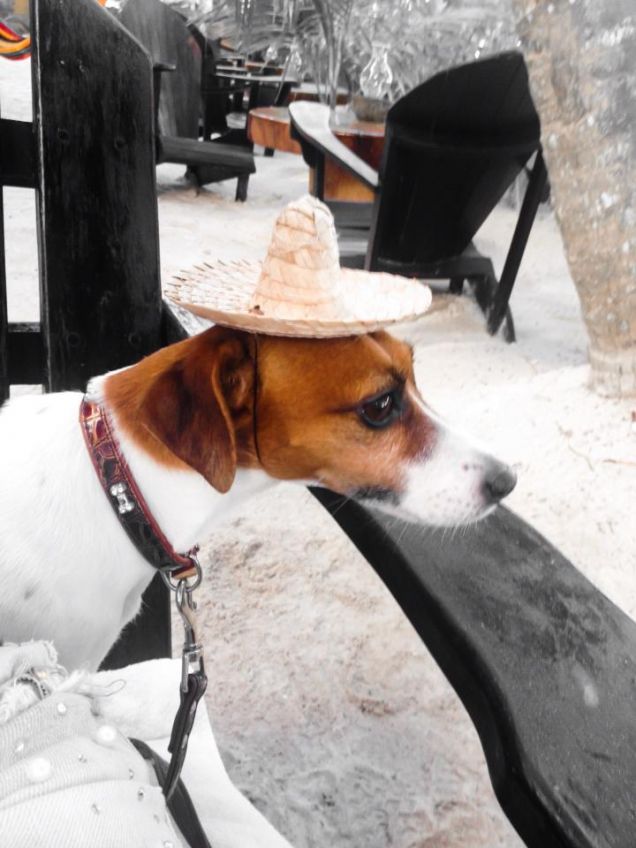 Eddie, el perrito Mexicano mai in siesta!