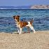 JACK RUSSEL MASCHIO - Eddie cerca moglie!