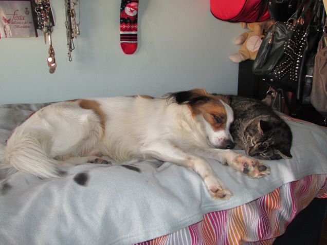 DUE DEI TRE MIEI AMORI - SKY & ZORRO