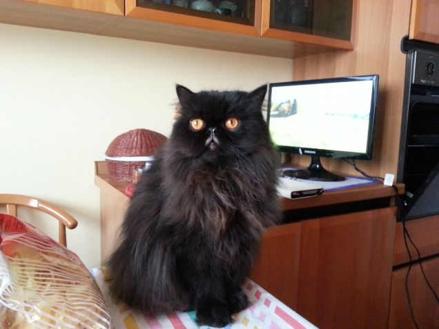 in posa come una star....