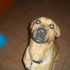 meticcio labrador cerca casa