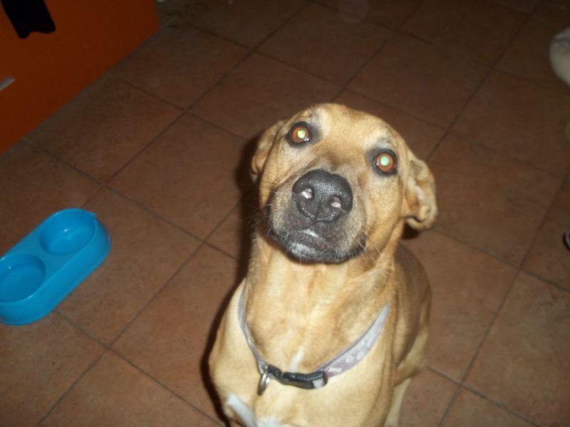 meticcio labrador cerca casa