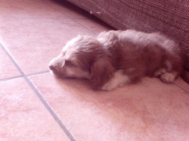 il primo gg che arrivata a casa