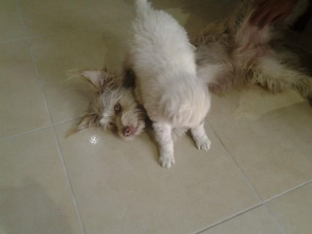 sasha che gioca con stellina