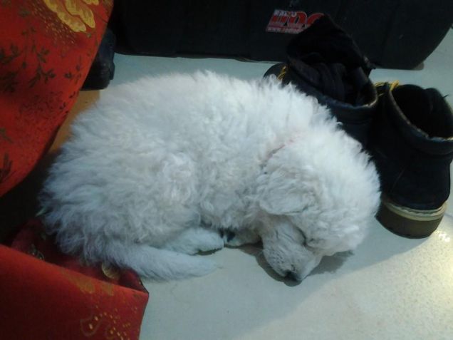 sasha mentre dorme al fresco