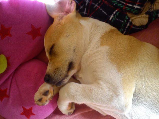 un piccola Stella che dorme