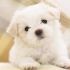 Cerco Cucciolo Femmina Maltese Toy
