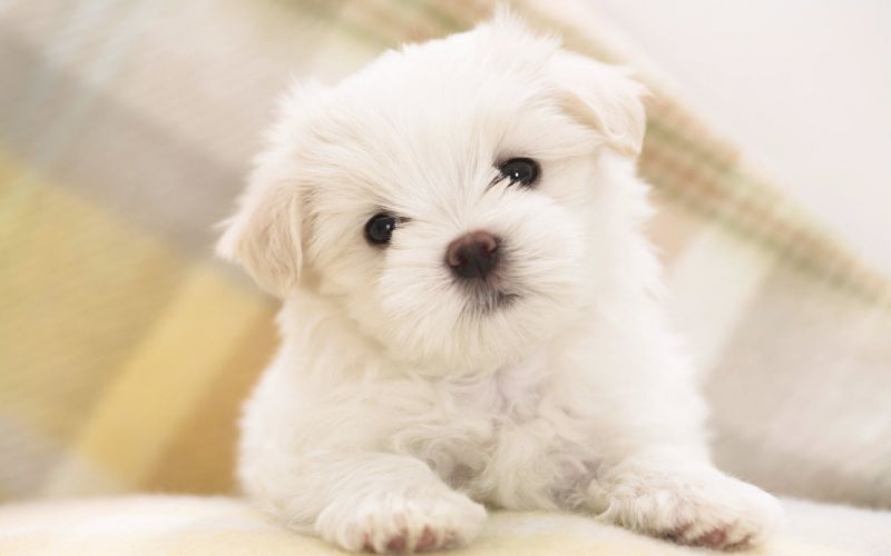 Cerco Cucciolo Femmina Maltese Toy