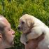 Dolcissimi cuccioli di labrador retriever gialli