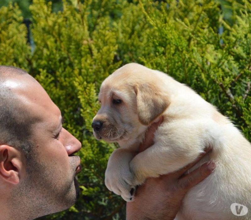 Dolcissimi cuccioli di labrador retriever gialli