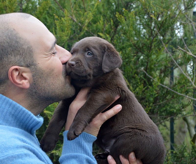 Meravigliosi cuccioli di labrador retriever chocolate