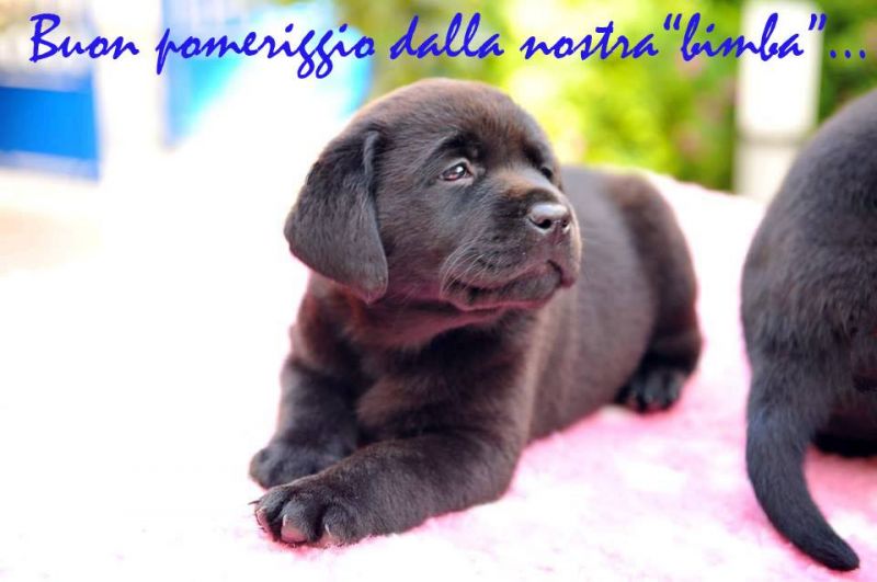 Ultima cucciola di labrador retriever nera con pedigree