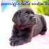 Ultima cucciola di labrador retriever nera con pedigree