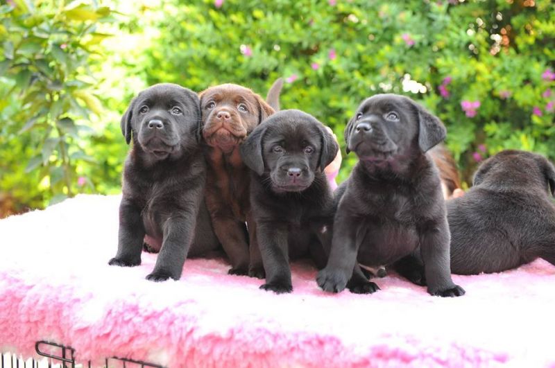 Dolcissimi cuccioli di labrador retriever neri e chocolate con pedigree