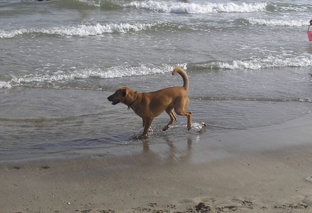 Mare profumo di mare