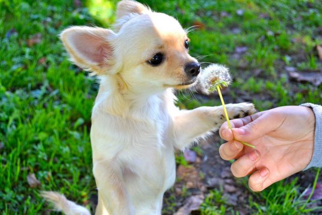 Bruno e la sua curiosità