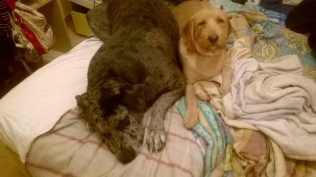 Bellissime e pestifere