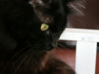 OTELLO dieci chili di puro amore