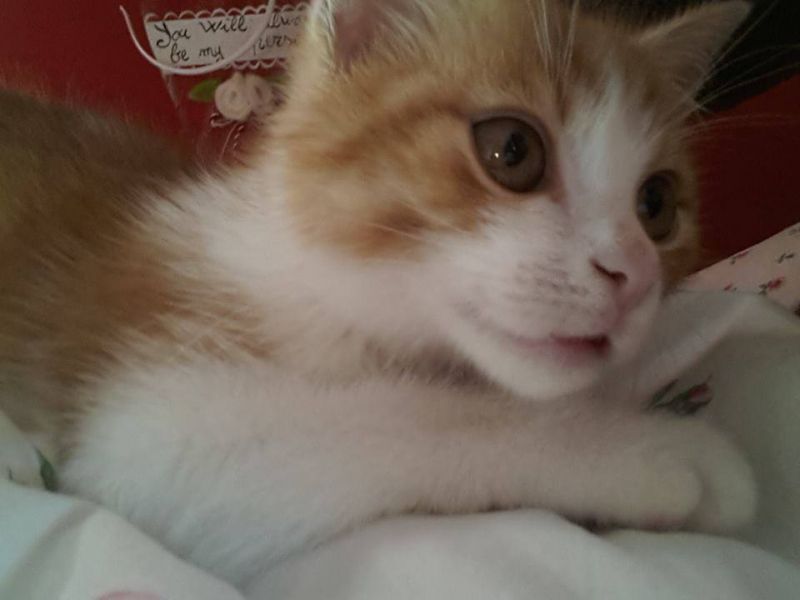 Fidel, gattino tripode
