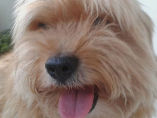 KIWI CHE CALDO CHE FA'