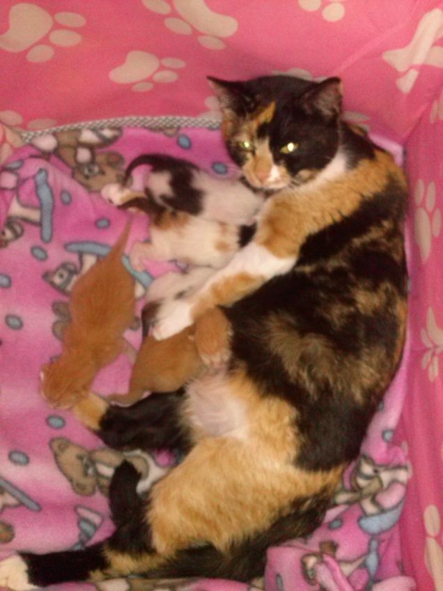 milū e i suoi piccoli 