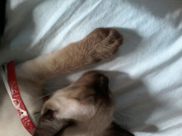 terminator che dorme 