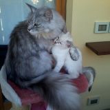 I fratellini Grisu' e Lilly