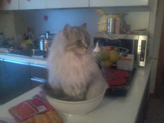 GRISU' NELLA TERRINA