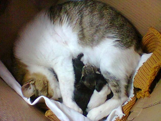 Picia con Leo, Puffola e Picina