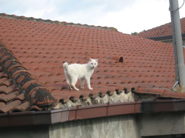 escursione sui tetti