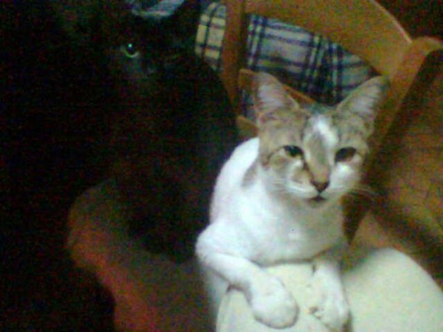 I padroni di casa.. e del camino oltre che di me