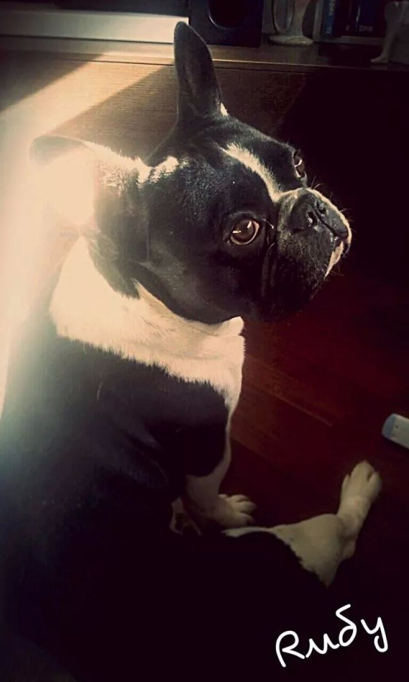 Bulldog Francese