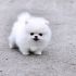 cerco cucciolo bianco di Spitz di Pomerania