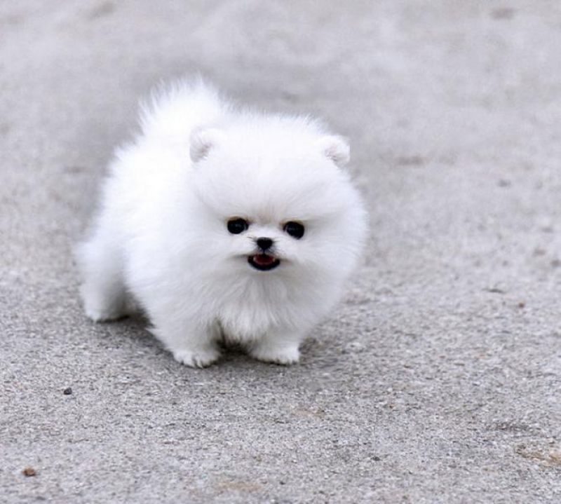 cerco cucciolo bianco di Spitz di Pomerania Petpassion