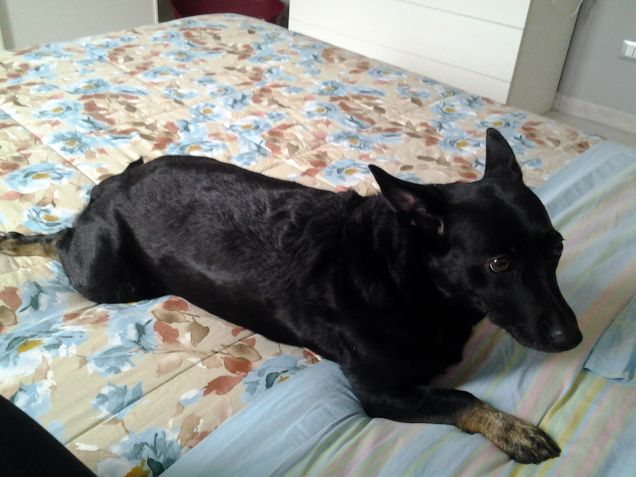 Zara la dormigliona di casa!!!