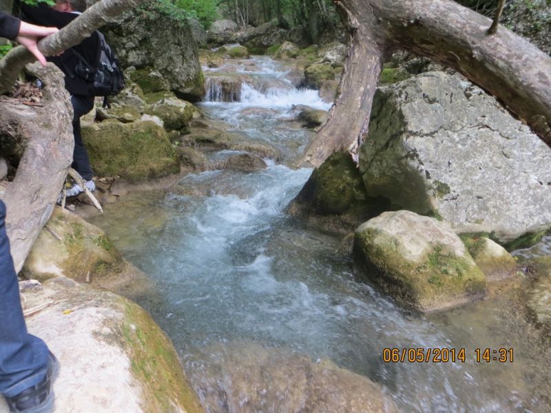 cucciolo di razza