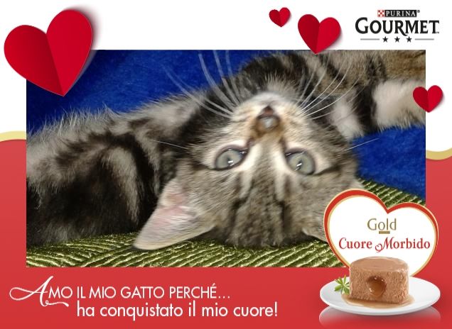 romeo amore della mamma