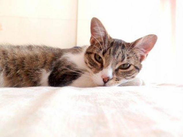 Emily: beauty in white