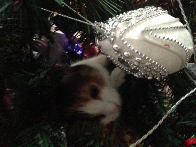 Incursione nell'albero