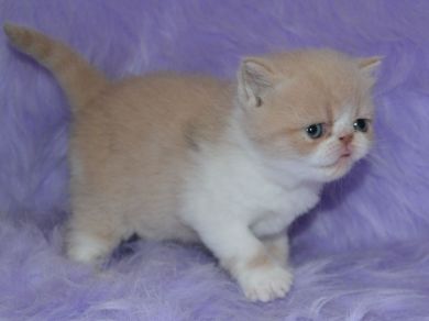  3 gattini Exotic Shorthair