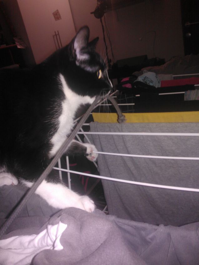 Loki .... il distruttore