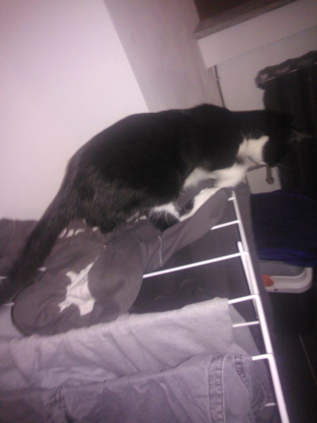 Loki .... il distruttore