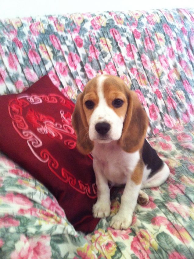 il suo primo giorno nella nuova famiglia