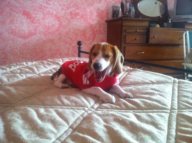 la piccola peste cresce...